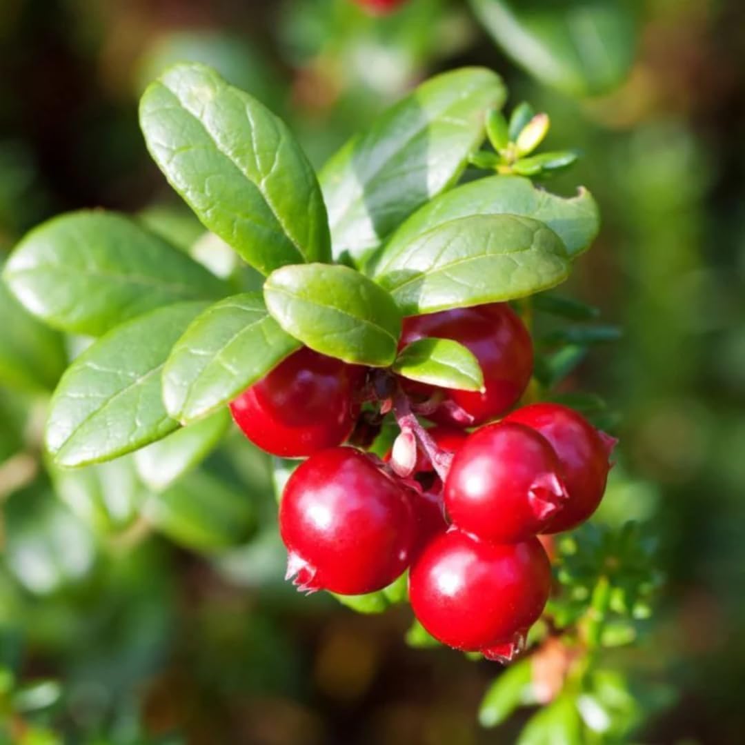 Cranberry Trees Plant Live in 3 Inch Pot, Low Bush Groundcover, Red Cranberries Tree Viburnum Plant, Edible Cranberry Tree Live for Growing
