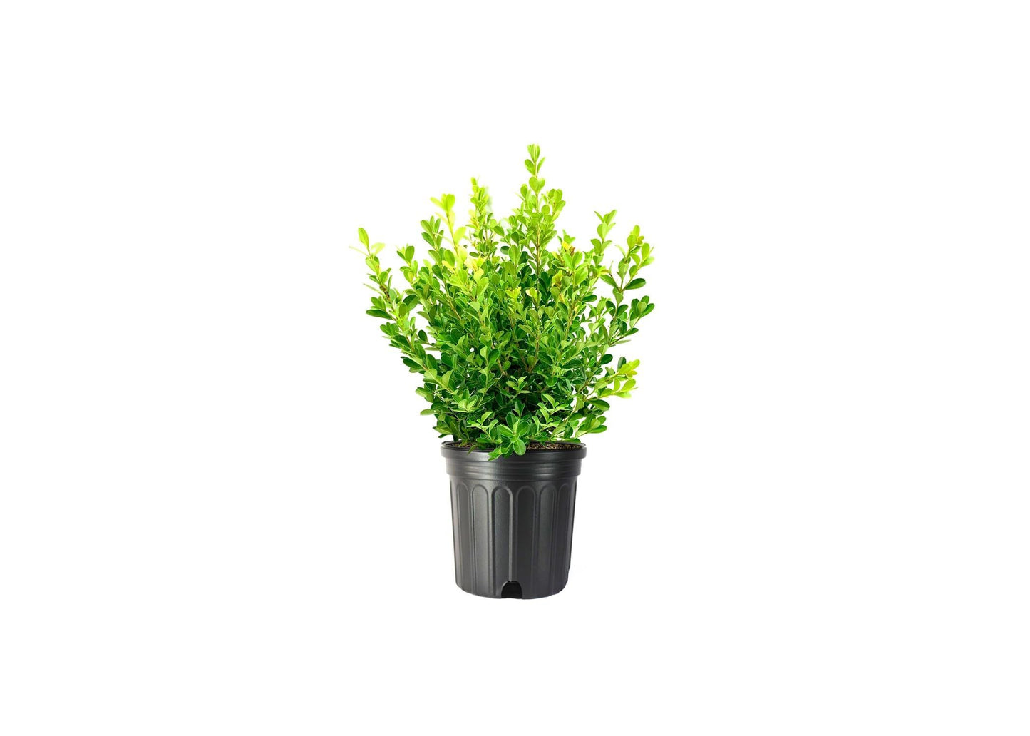 Japanese Boxwood | 3 Extra Large Trade 3 Gallon Plants | Dense & Evergreen Shrub, Ideal for Elegant Hedges, Topiary, Borders, and Landscape Design, Hardy & Drought Tolerant