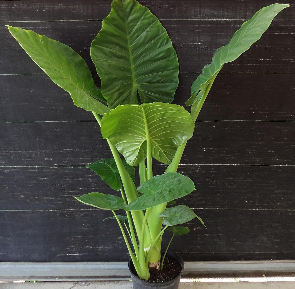 Live Plant - Calidora Elephant Ear Alocasia Live Starter Plant Cold Hardy Gets Huge!