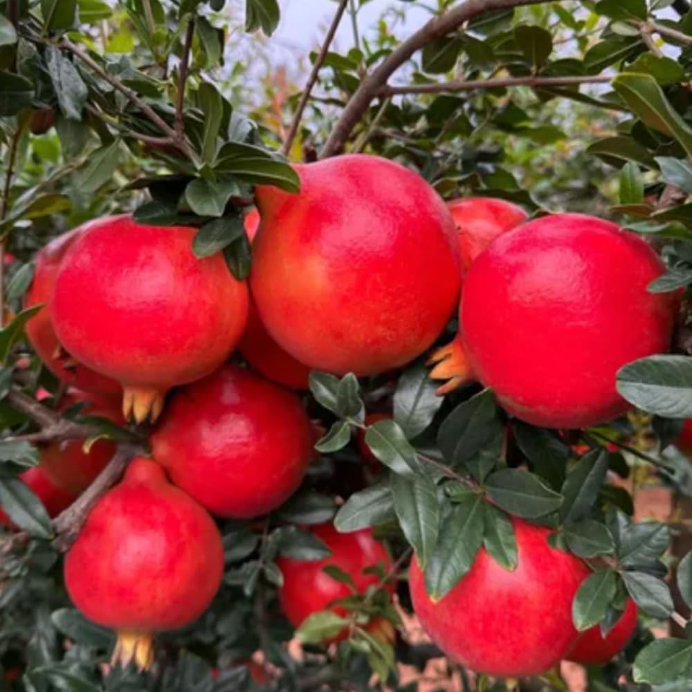 Pomegranate Tree Live Plant, Wonderful Pomegranate Plant Live, 4 to 7 Inc, Sweet Fruit Tropical Plant