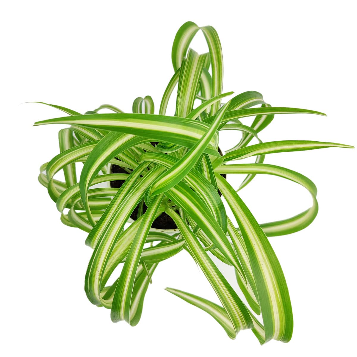 Live Houseplant 4" Bonnie Curly Spider Plant - Easy Care Indoor Plant - House Plants Indoor Live - Low Light HousePlants - Plants Live Houseplants - Air-Purifying Houseplant for Home Decoration