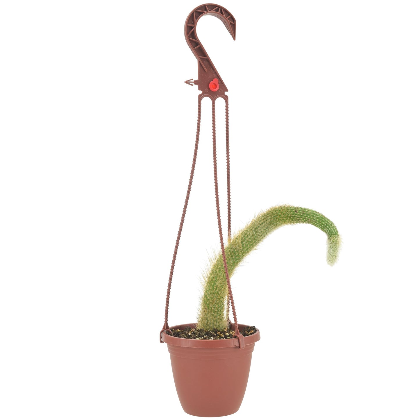 Arcadia Garden Products Live Monkey Tail Cactus Indoor Houseplant in Plastic Hanging Basket, Cleistocactus Colademononis Blooming Succulent Plant Gift for Home and Garden Decor, 4-inch