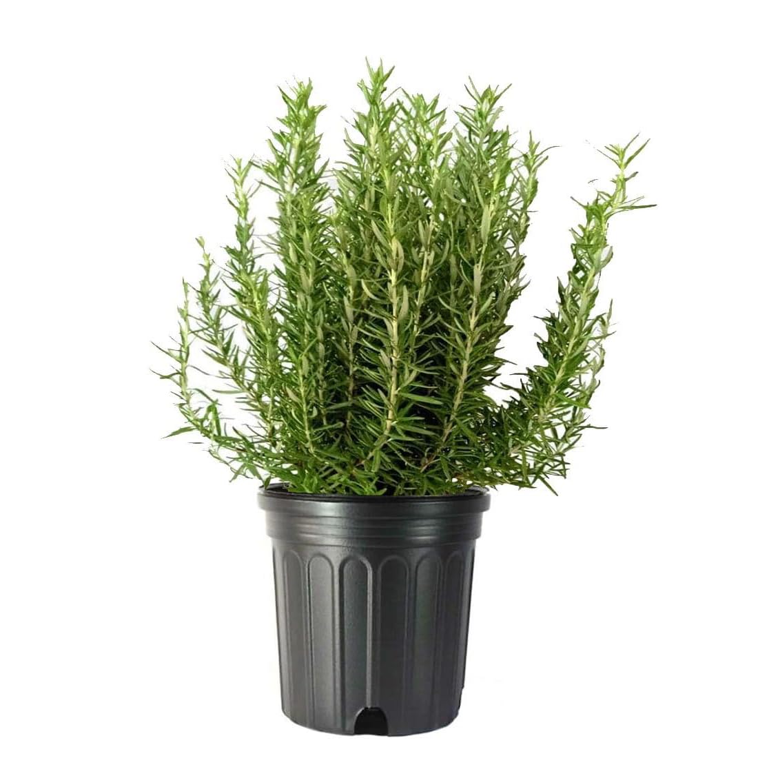 American Plant Exchange Live Tuscan Blue Rosemary Plant with Fragrant Blue and Violet Flowers, Edible Herb Plant, Plant Pot for Home and Garden Decor, 10" Pot, 1 Count