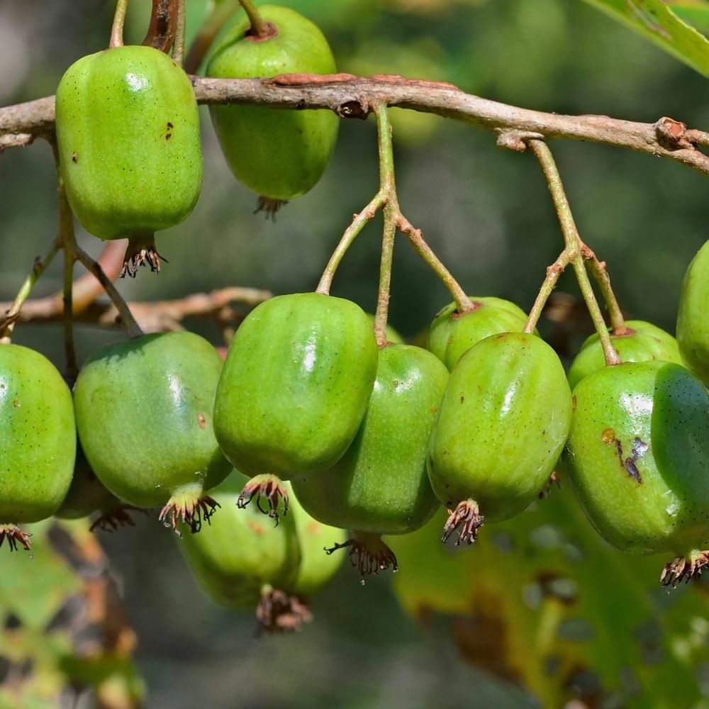 Hardy Female Kiwi Plants Live for Planting, Size Starter from 5 to 10 Inches Tall, Berry Vine, Cold Hardy Edible Fruit Vines for Home Garden