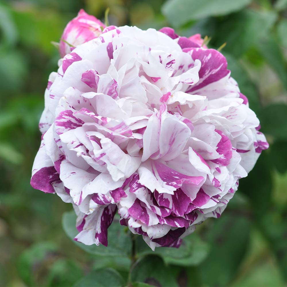 Heirloom Bourbon Roses, Live Own Root Plant for Outdoor Garden, Variegata di Bologna, Moderately Fragrant, Hardiness Zones: 5-9, Once Blooming