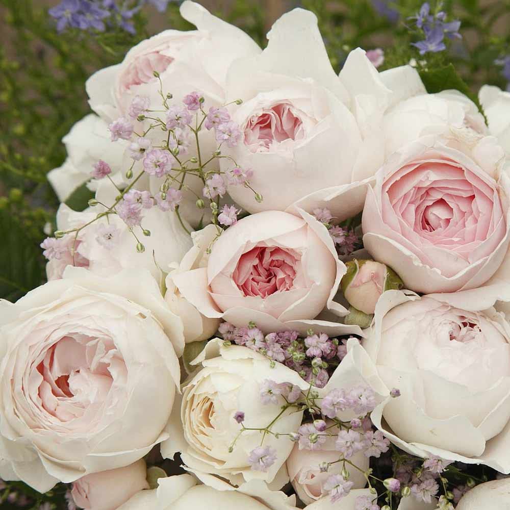 Heirloom Floribunda Roses, Live Own Root Plant for Outdoor Garden, Parfuma® Earth Angel, Exceptionally Fragrant, Hardiness Zones: 5-9, Continual Blooming