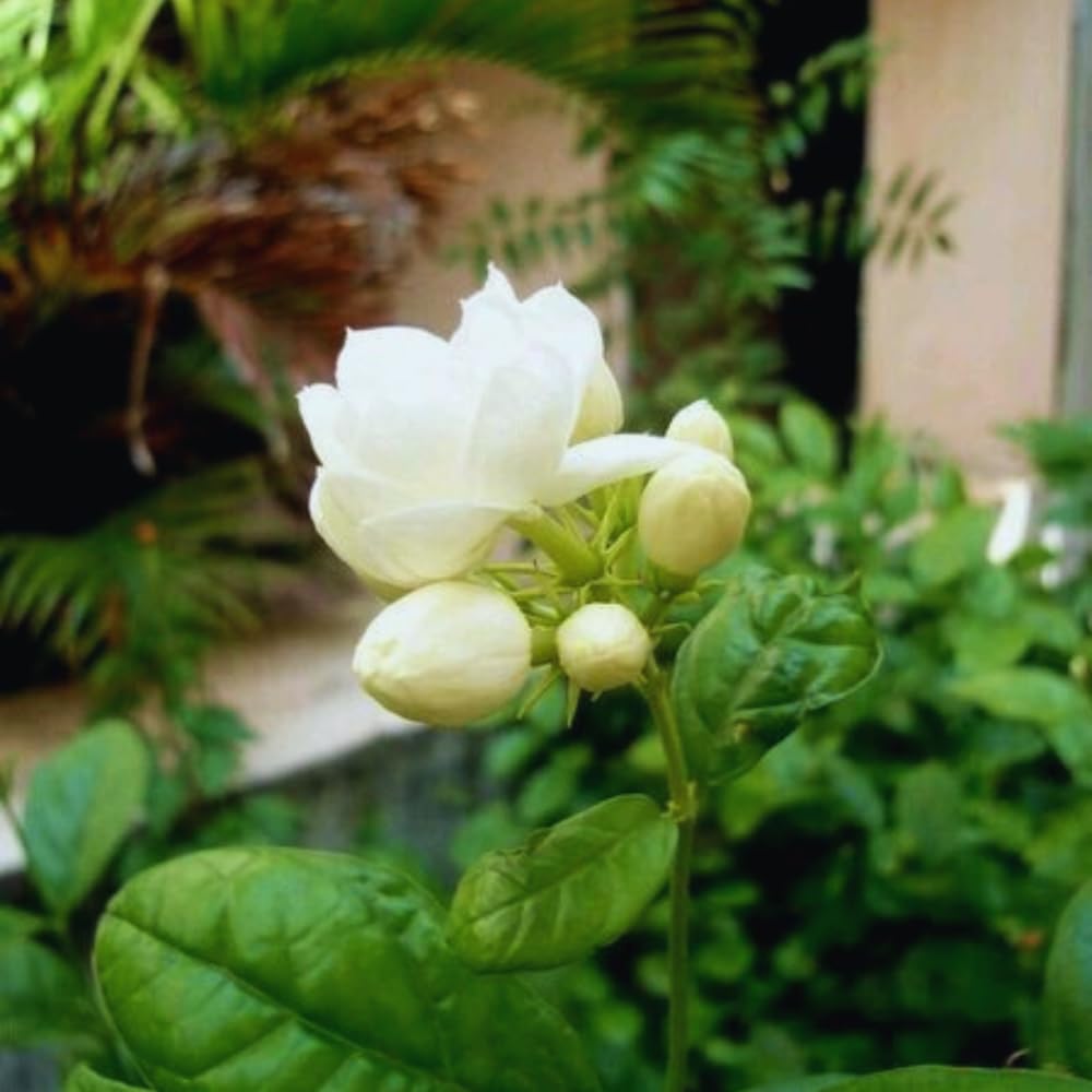 2 Double White Jasmine Plants Live, Live Jasmine Plants, Grand Duke of Jasmine Live Plants, 4 to 6 Inc Long, Sambac Jasmine Live Plants for Grow Garden