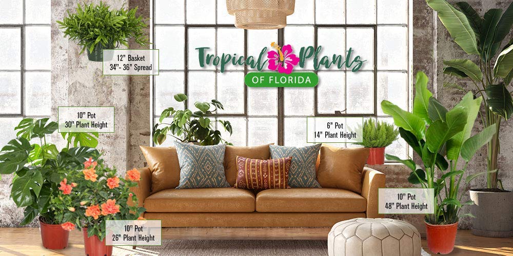 Fiesta Hibiscus Bush - Live Hibiscus Flowering Plant - Tropical Flower Plant - 1 Gallon Planter - Overall Height 10" to 14" - Tropical Plants of Florida