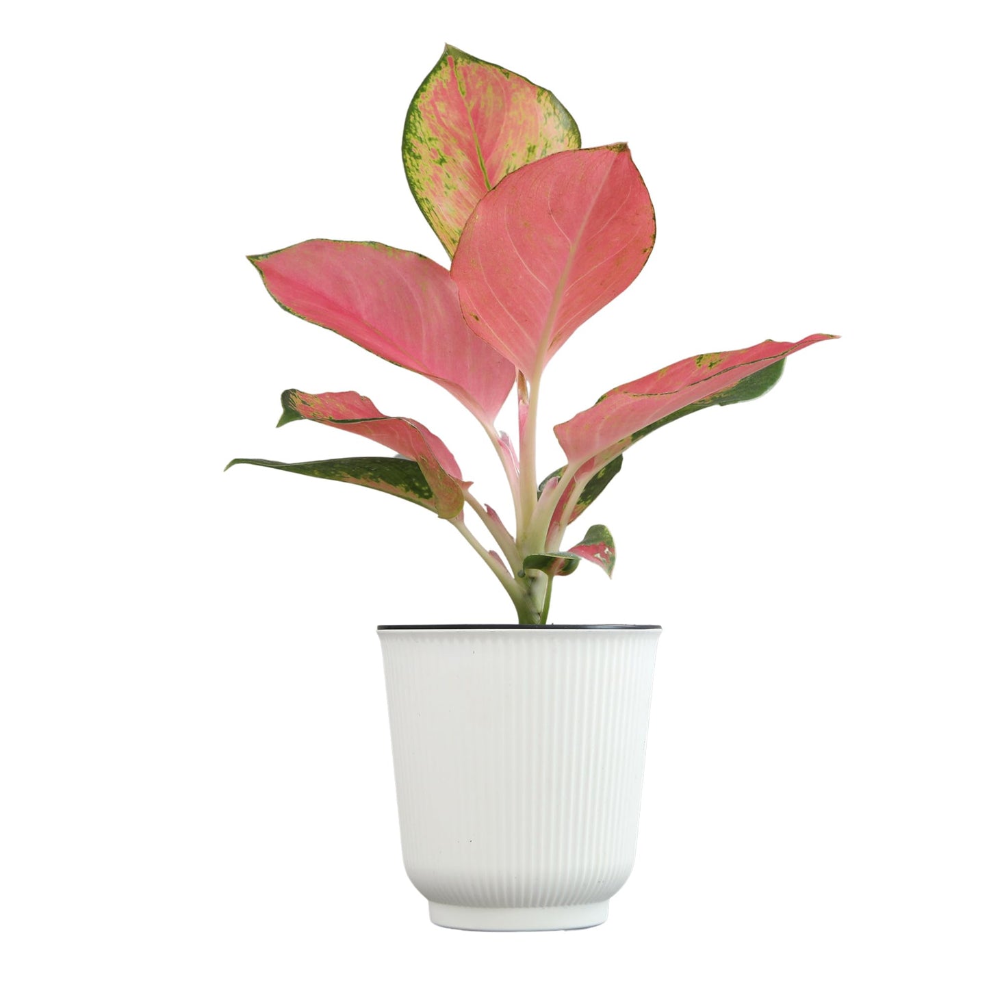 Altman Plants Chinese Evergreen Live Plant Decor, Aglaonema 'China Red' with 4 Inch White Plastic Plant Pot, Easy to Grow Desk Plant, Easy Plant Gift, Decorative Indoor Plant Grown in Potting Soil Mix