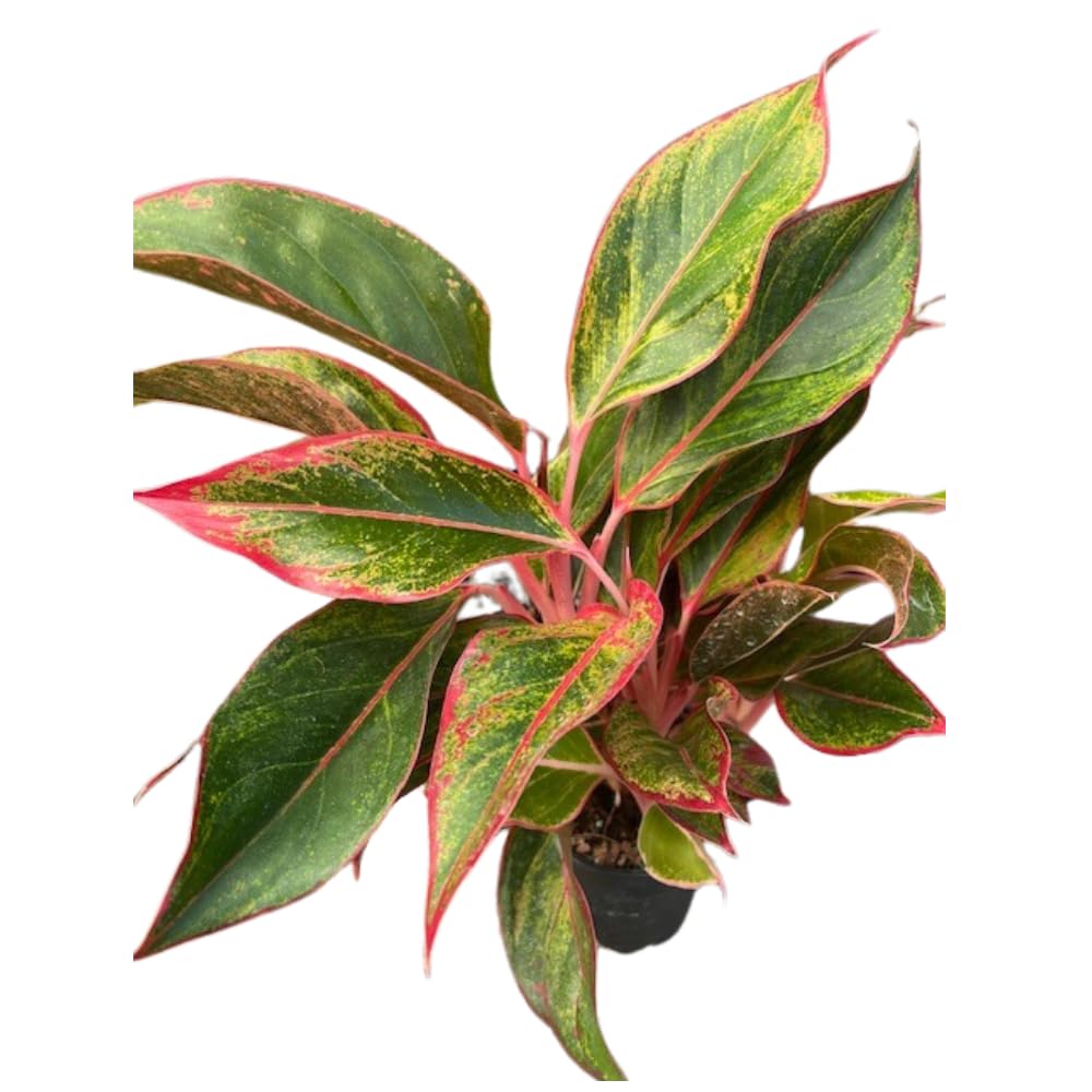 Siam Aurora Chinese Evergreen Plant - Aglaonema - Grows in Dim Light - 5" Pot