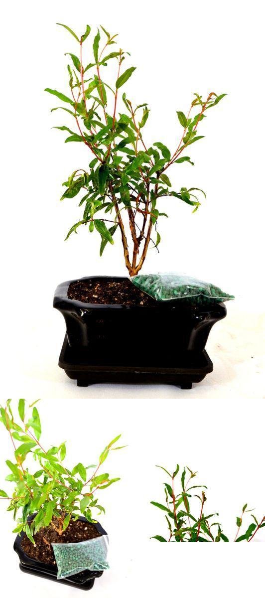 Dwarf Pomegranate Mame Bonsai Ceramic Pot - 9" Inch Live Plant Tree Indoor Yard