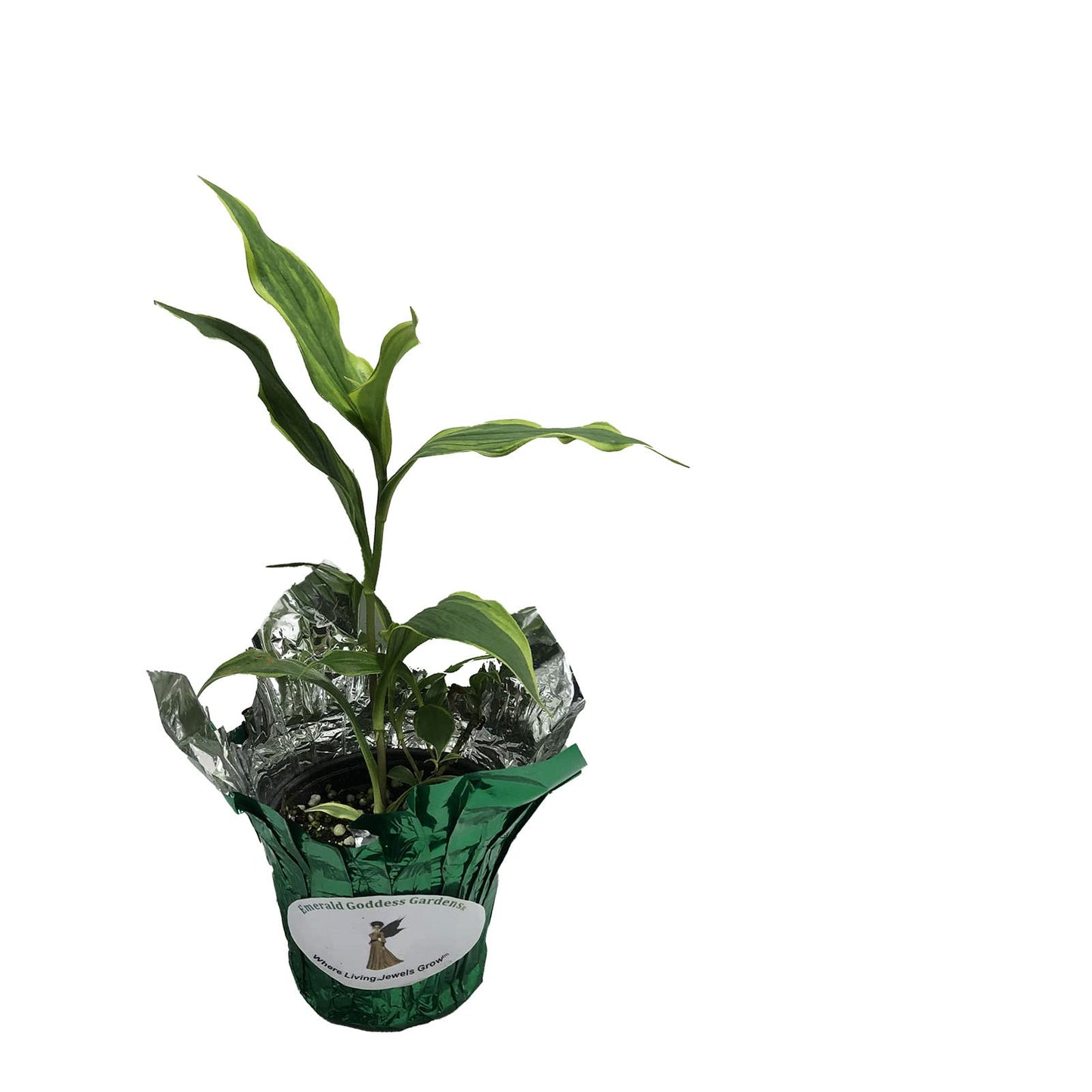 Toad Lily Variegated - Tricyrtis 'Samurai' - Live Tropical Plant - Tiny Purple Orchid Flower - Emerald Goddess Gardens - Starter Sz 4 Inch Pot