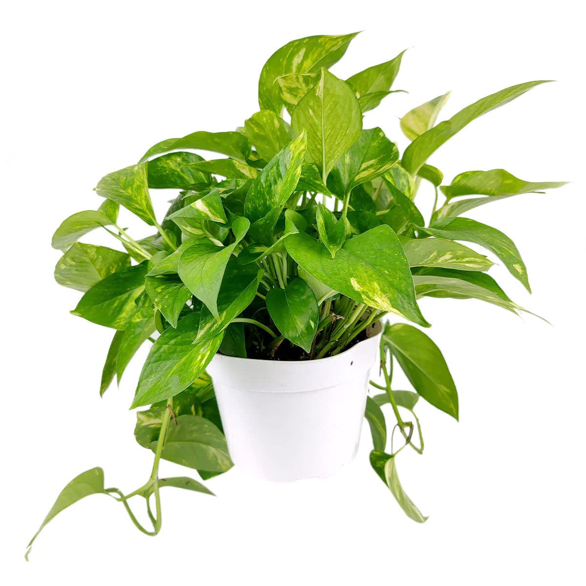 Pothos Golden (6 inch) - Lucky Houseplants - 4/6 inch Unique Live Decorative Houseplants - Easy to Care Indoor Plants, Perfect for Office, Home & Feng Shui Decor