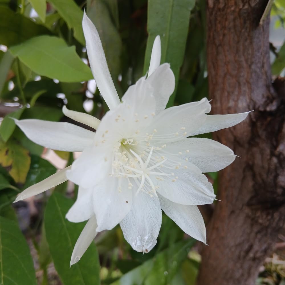 Night Blooming Cactus Plant, 4-6 Inch Tall, Fragrant White Night Blooming Cactus, 4 Inch Pot Rare Flowering Plant for Indoor and Outdoor Garden