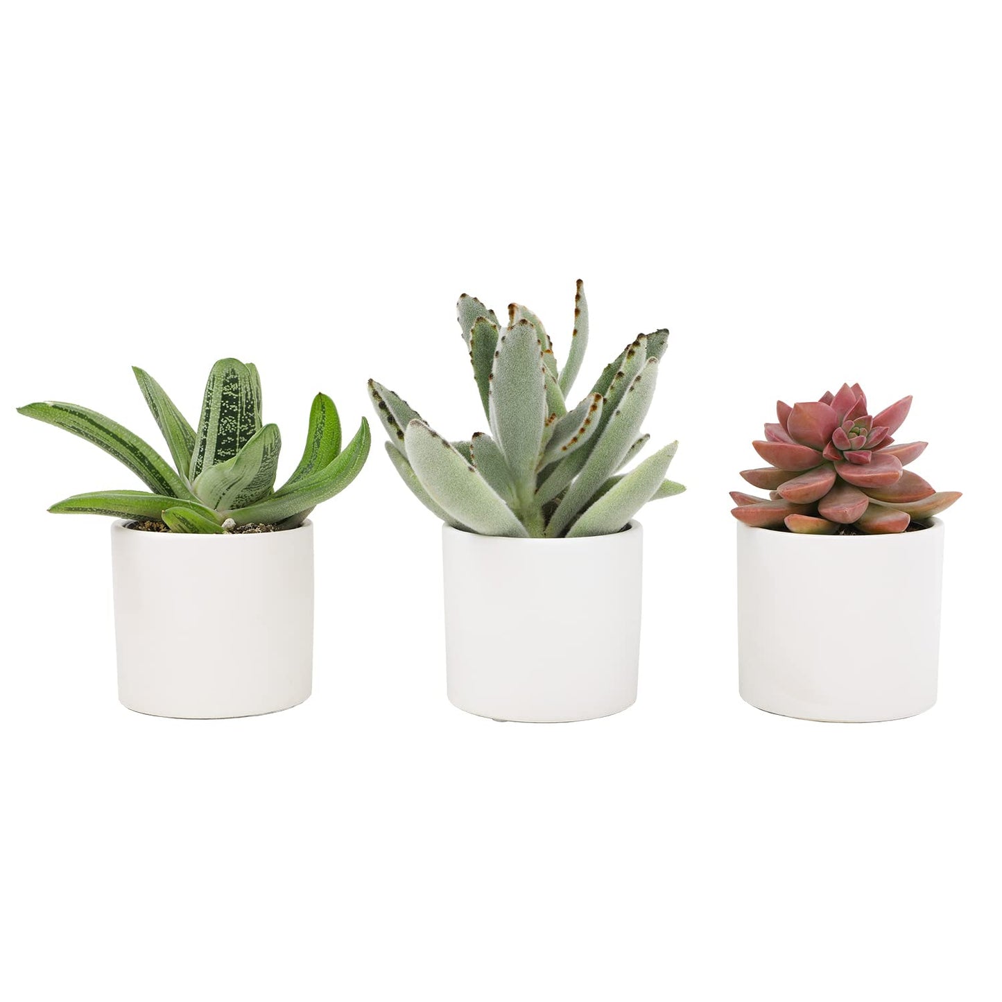 Succulents Plants Live in Pots Set (3 Pack) - Mini Cactus, Haworthia, Gasteria