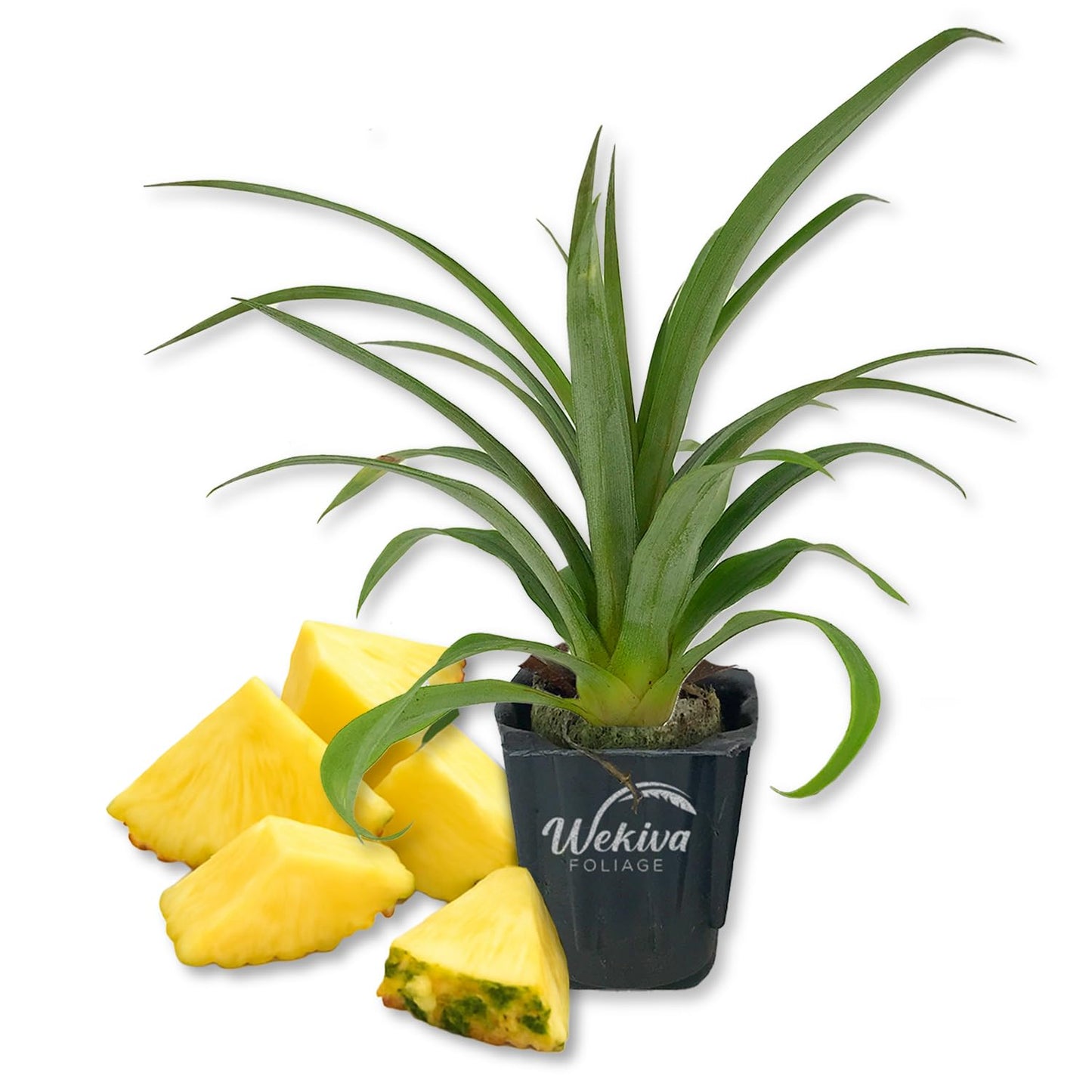 Elite Gold Pineapple Plant - 1 Live Starter Plant - Ananas Comosus - Edible and Fruit Bearing for Patio and Garden