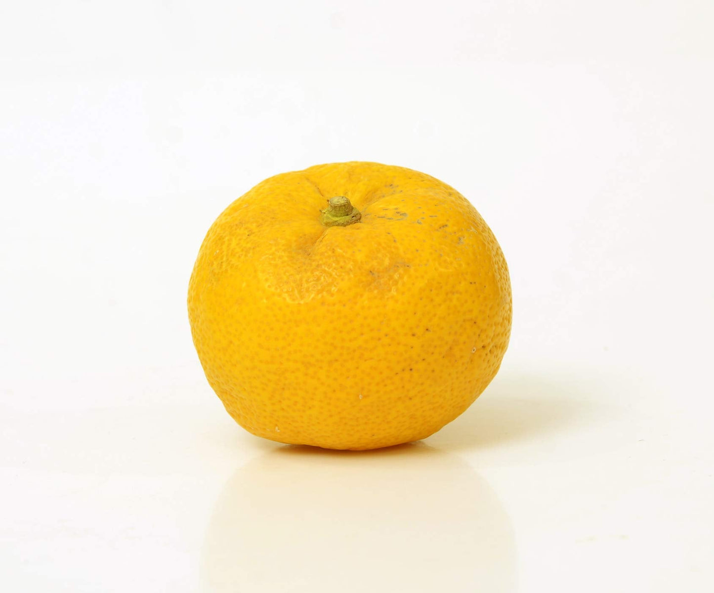 Gerald Winters and Son Yuzu Citrus Tree - XL. Junos. 5'' 8'' Green