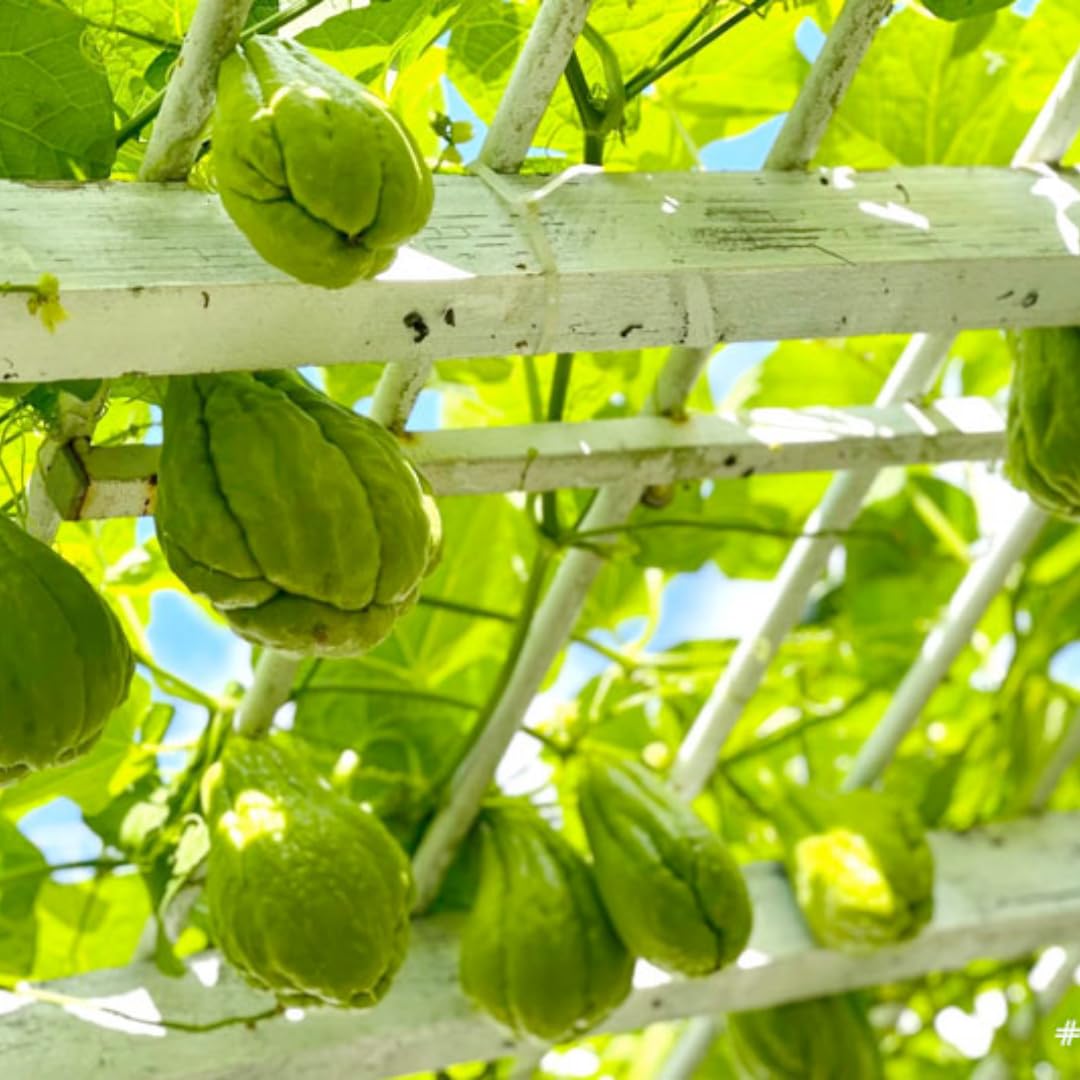Chayote Live Plant, Chayote Squash Rooted, Chayote Vegetable Live Plant for Planting, Live Chayote Plant from 4 to 6 Inc Tall