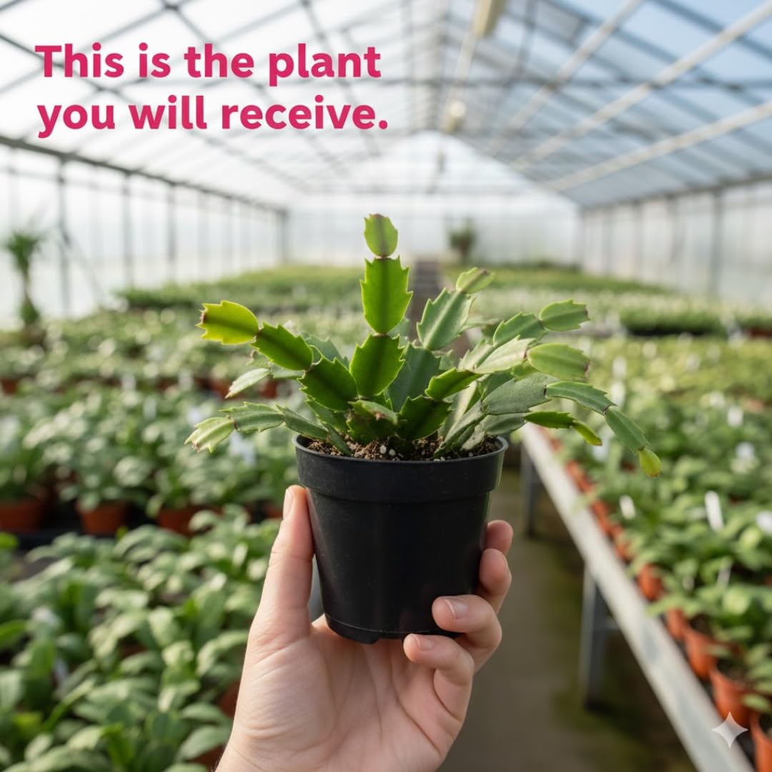 Xmas Cactus Live Plants in 4 Inch Pot | Vibrant Christmas Cactus Plants | Easy-Care Indoor Tropical Houseplant | Ideal Gift for Plant Enthusiasts | Random Color