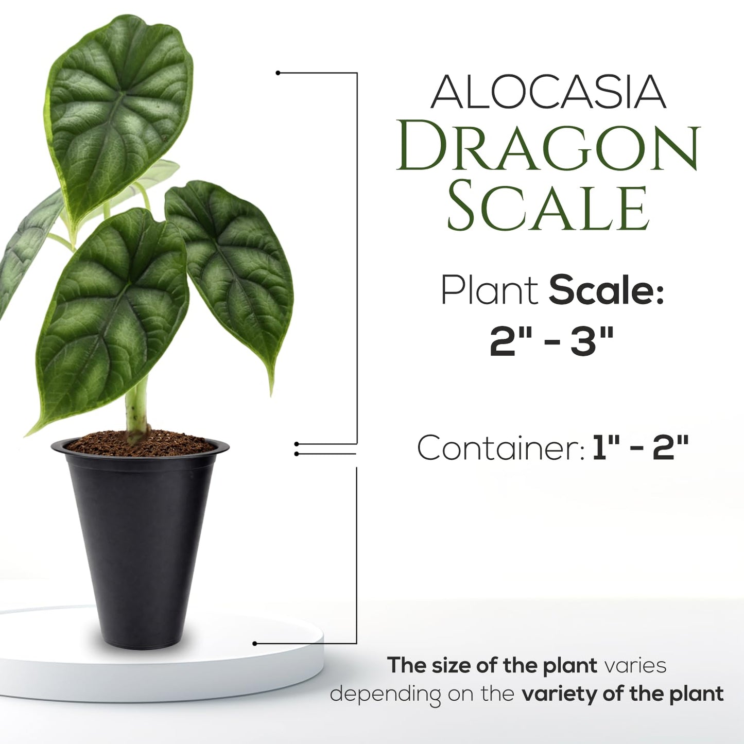 Alocasia Dragon Scale (4 Pack) Live Plant, Rare Indoor Alocasia, Elephant Ear Tropical Houseplant, Textured Foliage Plant, Starter Size Alocasia Plant,Houseplant for Home Decor and Indoor Growing