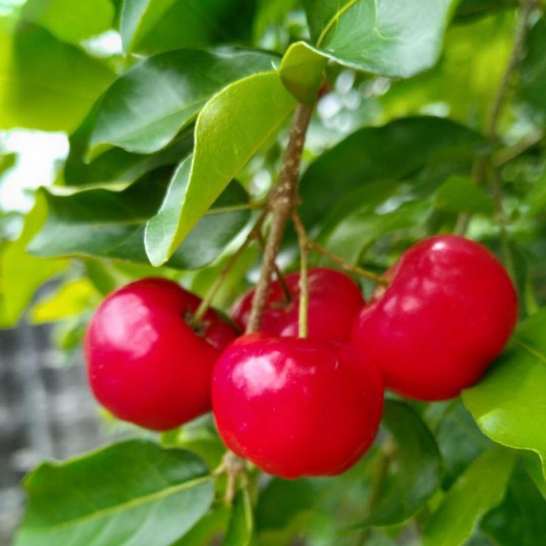 Pack 2 Barbados Cherry Trees Live Plants, Well Rooted 4-8 Inch Tall, Acerola Red Cherry Tropical Fruit Tree