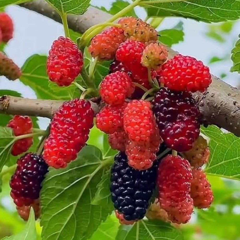 Dwarf Everbearing Mulberry Fruit Plant Live 6-8 Inches Tall, Sweet Mulberry Live Plant for Planting Outdoor Garden