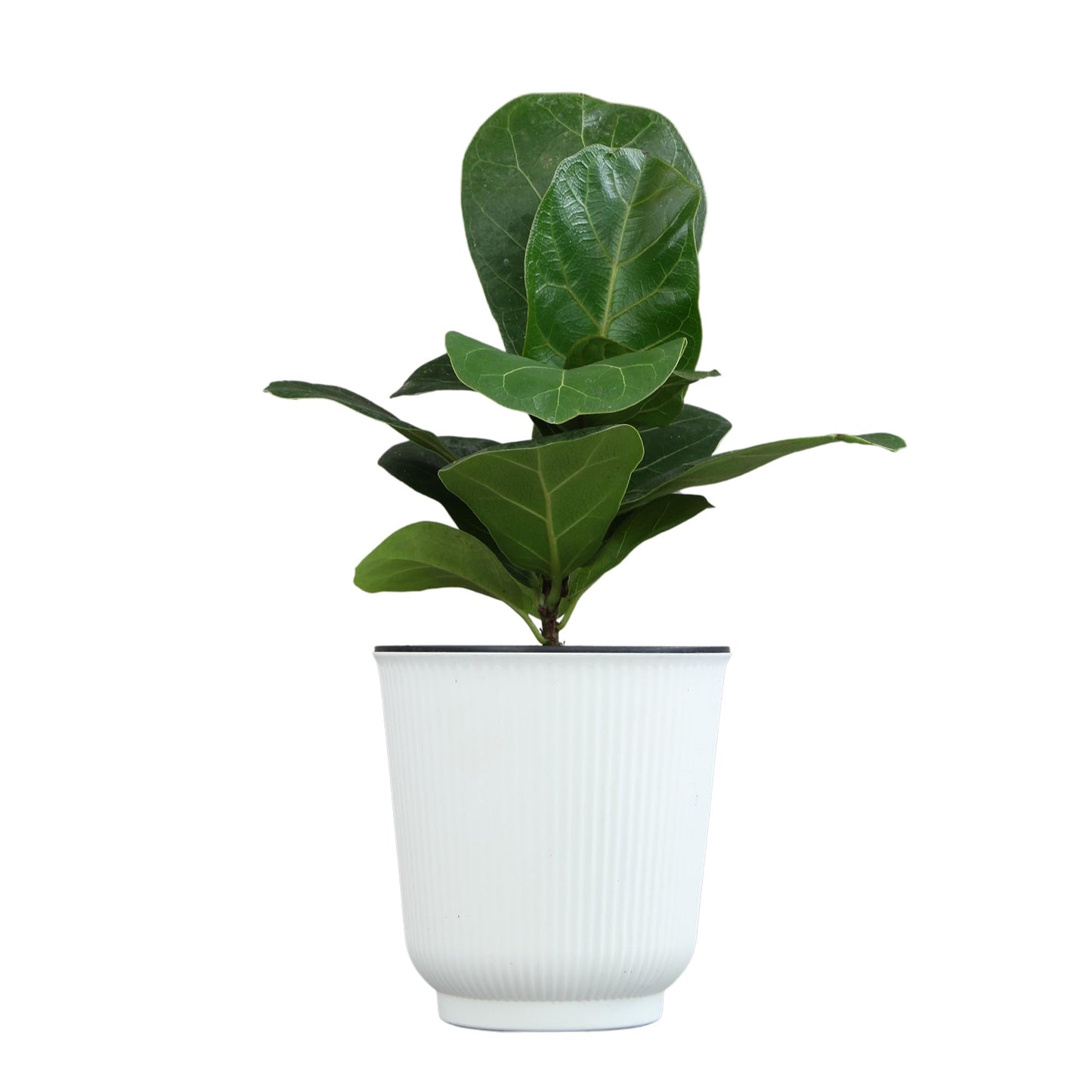 Altman Plants Fiddle Leaf Fig Ficus Tree Live Plant Decor, Real House Plant with 4 Inch White Plastic Plant Pot, Desk Plant & Office Plant, Grown in Indoor Plant Potting Soil Mix, Easy Plant Gift