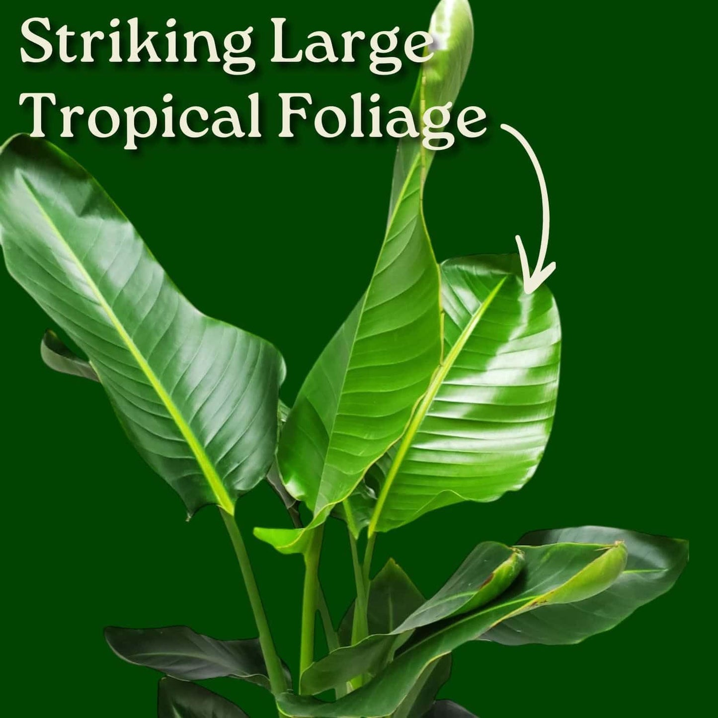 White Bird of Paradise Plant - Live Tropical Foliage Plant - Overall Height 30" to 36" - Tropical Plants of Florida (Plant + Fertilizer)