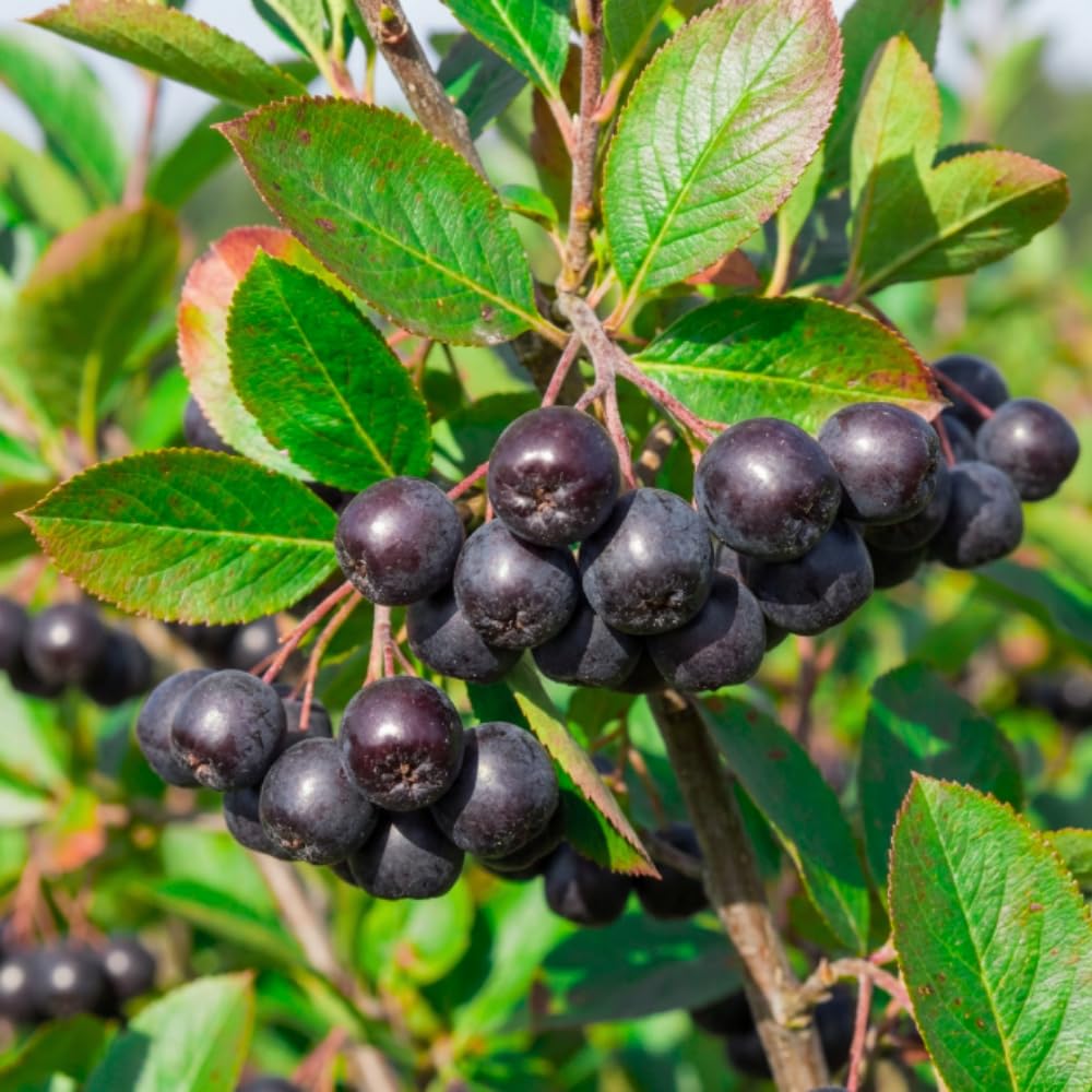 Black Chokeberry Plant, Chokeberry Plant for Planting, 5-9 Inc Tall, Sweet Berries, Cold Hardy Tree for Outdoor Growing