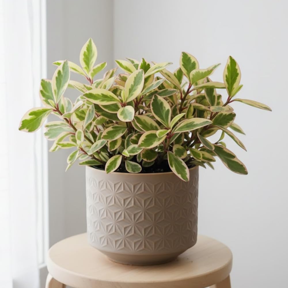 Peperomia Plant Live, Peperomia Live in 3.5 Inches Pot, Tropical Houseplant for Indoor Planting, Compact Plant for Home Office Decor, 4 to 6 Inches Tall (Peperomia Rainbow)