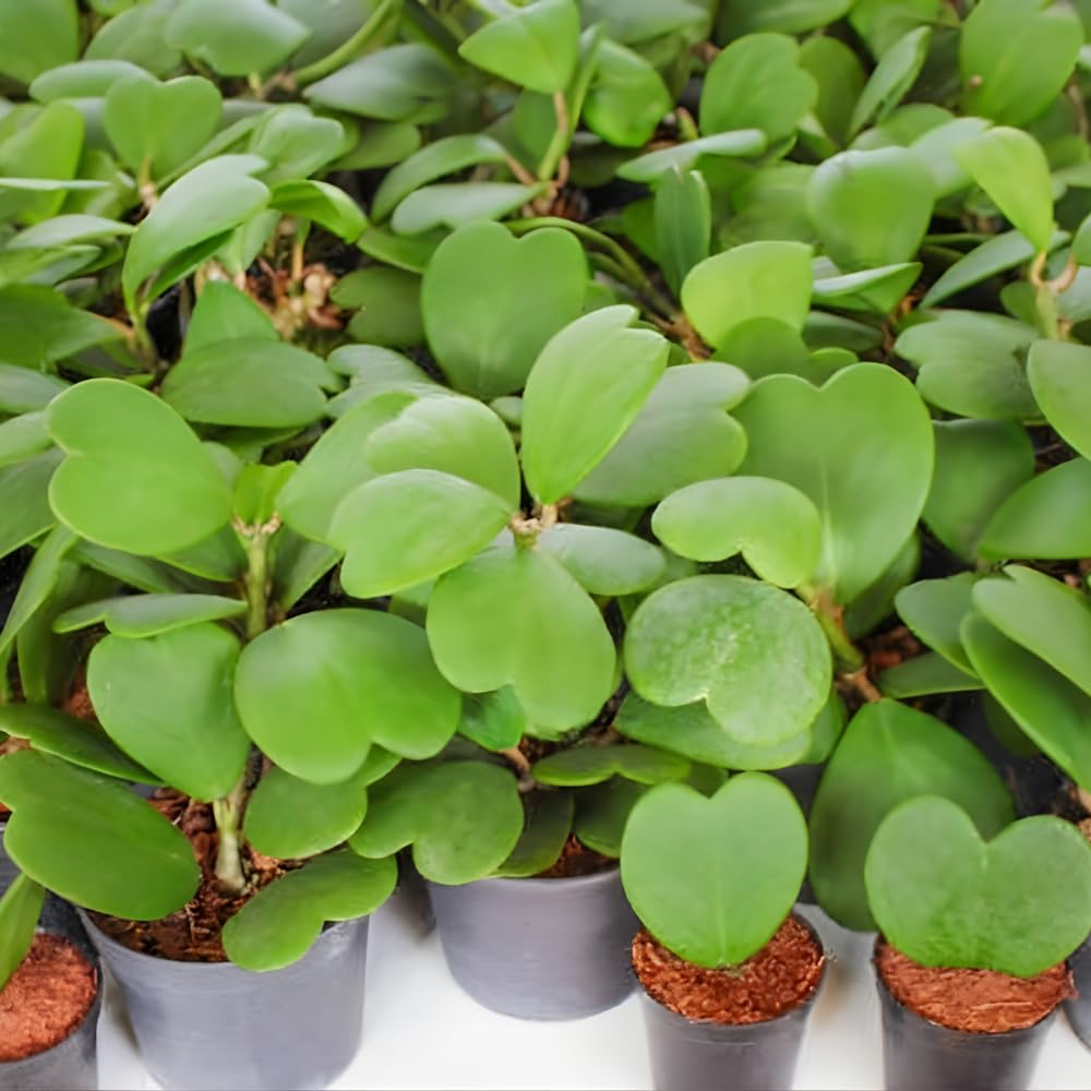 Live Green Hoya Kerrii Plant | Heart Leaf Vine in 4-Inch Pot | Established Tropical Indoor Plant | Versatile Heart-Shaped Foliage for Modern Design