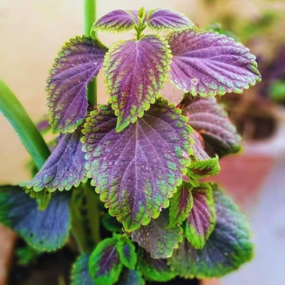 Plectranthus Purple Swedish Ivy Plant Live Houseplants Indoors Live Swedish Ivy Mint Herbs, in 4 Inc Pot