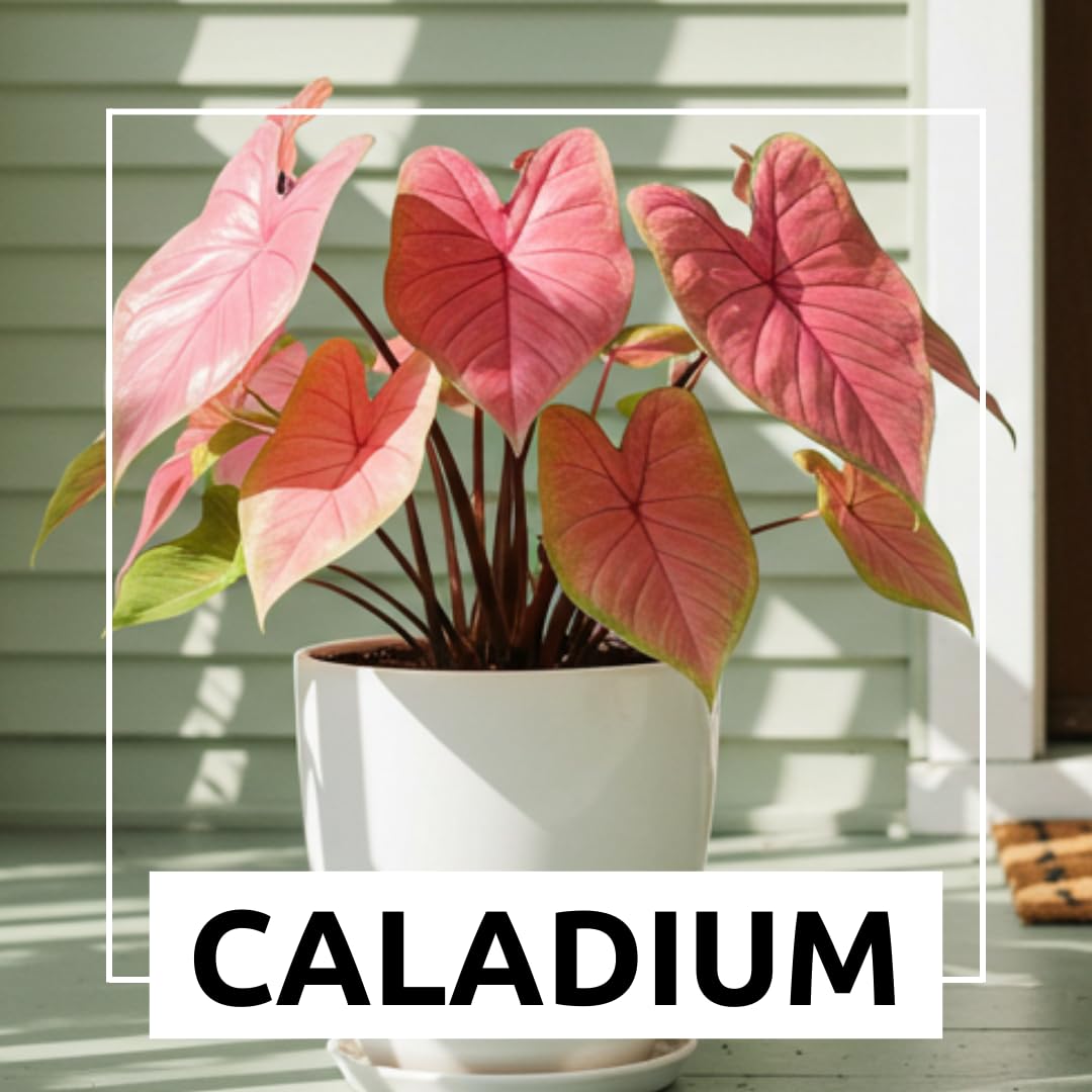 6 Pinky Swear Caladium Bulbs for Planting - Perennial Hosta, Elephant Ears, Fancy (6 Bulbs)