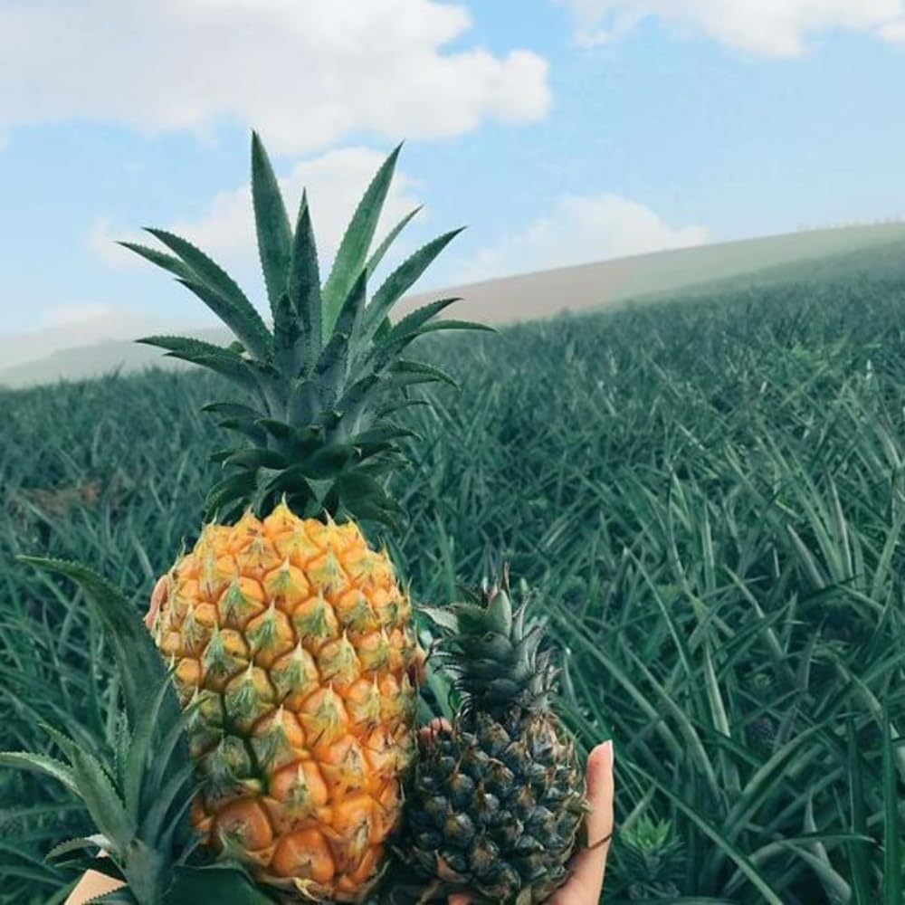 2 Elite Gold Pineapple Plant Live, Pineapple Tree Shrub Bush for Outdoor Planting, Sweet Fruit Tree, Hardy and Well-Rooted, 4-6 Inches Tall