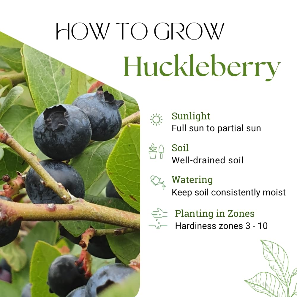 Huckleberry Plant, Huckleberry Bushes Live Plant, 4 Inches Pot, 3-5 Inc Tall, Hardy Fruit Tree for Indoor Outdoor Growing
