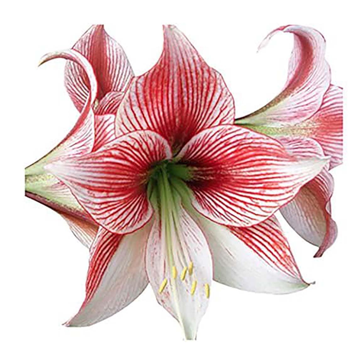 Glee Amaryllis – 28-30 cm Bare Root Bulb – 2-3 Stalks with Pink and White Striped Flowers – Ideal for Indoor & Outdoor Planting – Stunning Floral Display