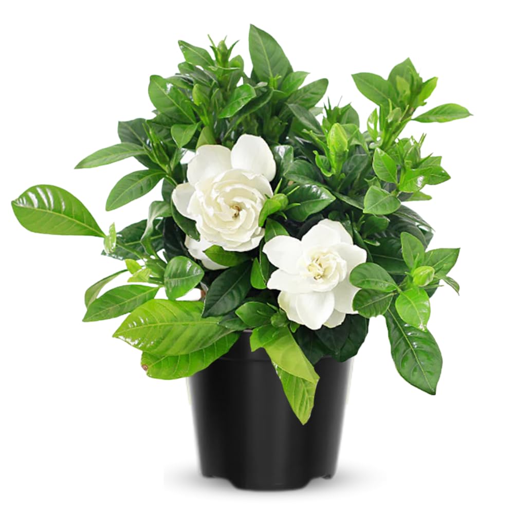 2 Jasmine Plants Live, Climbing Jasmine Flower Plant, Zone 4 to 11, 5 to 7 Inc in Height (Frost Proof Gardenia)