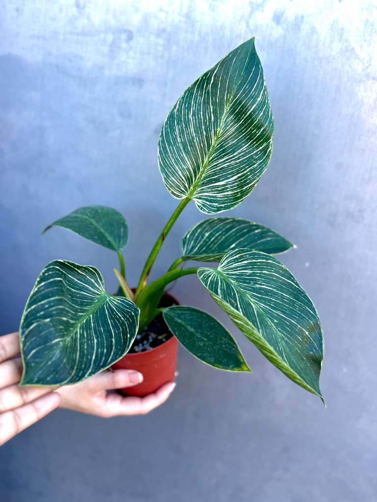 PLANTVERS Variegated Philodendron in 4" Grow Pot – Live Indoor Houseplant with Striking Variegated White-Striped Foliage – Easy Care Tropical Plant – Air Purifying Decorative Houseplant