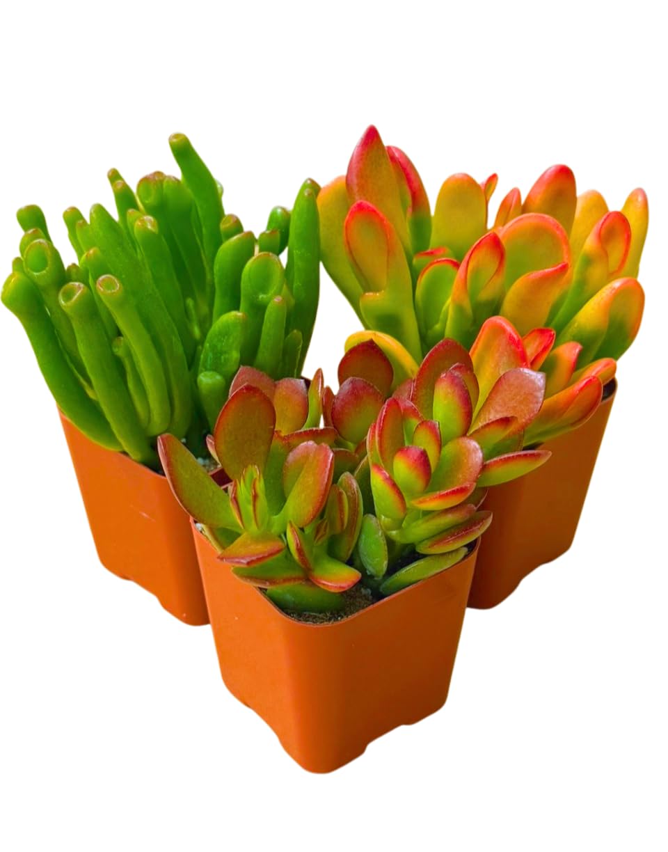 Succulents Plants Live Jade Plant 2" 3-Pack Mystery Collection, Live Jade Plant Starter Collection, Live Succulent Plants in Grower Pots with Succulent Soil Mix by The Succulent Cult