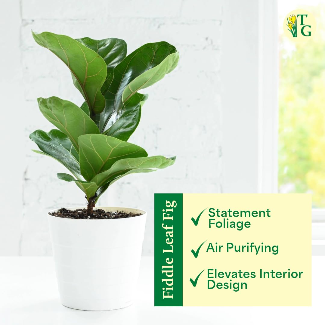 Thorsen's Greenhouse Ficus Lyrata, Fiddle Leaf Fig Plant, Rare, Live Indoor Plant, Collector Plant, Beautiful Foliage, Statement Piece, 6" Diameter Pot (Nursery Pot, 6" Pot)