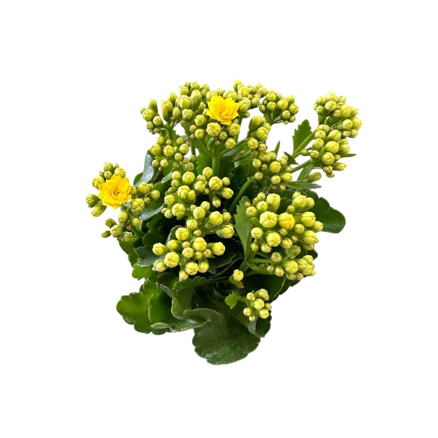 Kalanchoe Live Succulents Plants, Live Flowers, Kalanchoe Plant, Yellow, Rare Easy Care Indoor Plant, in 4.5 inch Pot