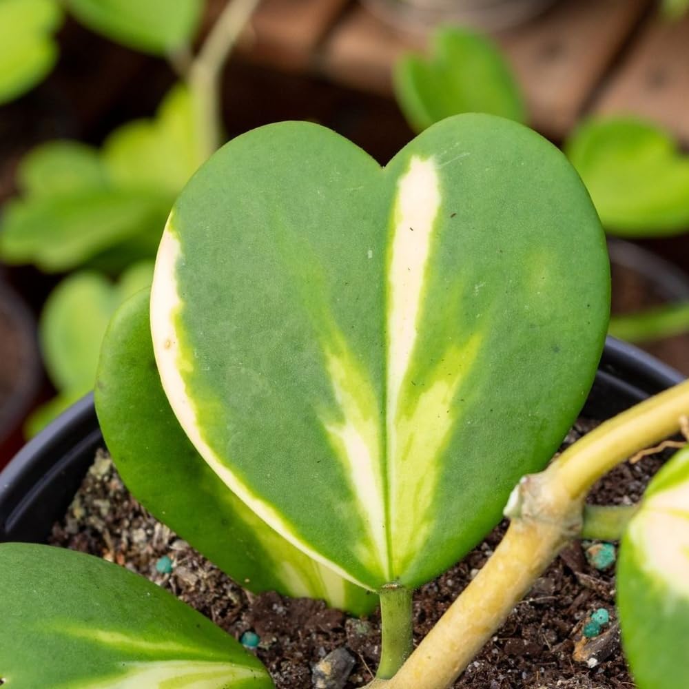 Hoya Kerrii Plant, Variegated Hoya Heart Plants Live Houseplants in 4 Inch Pot, Perennial Vine Plant for Indoor Outdoor Garden, Multiple Leaves