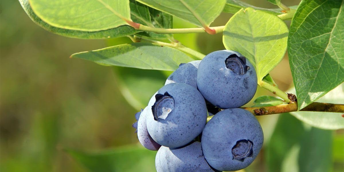 Live Plant - 5 Jersey Northern Highbush Blueberry Bushes - 10-12" Tall - 2 Year Old Plants