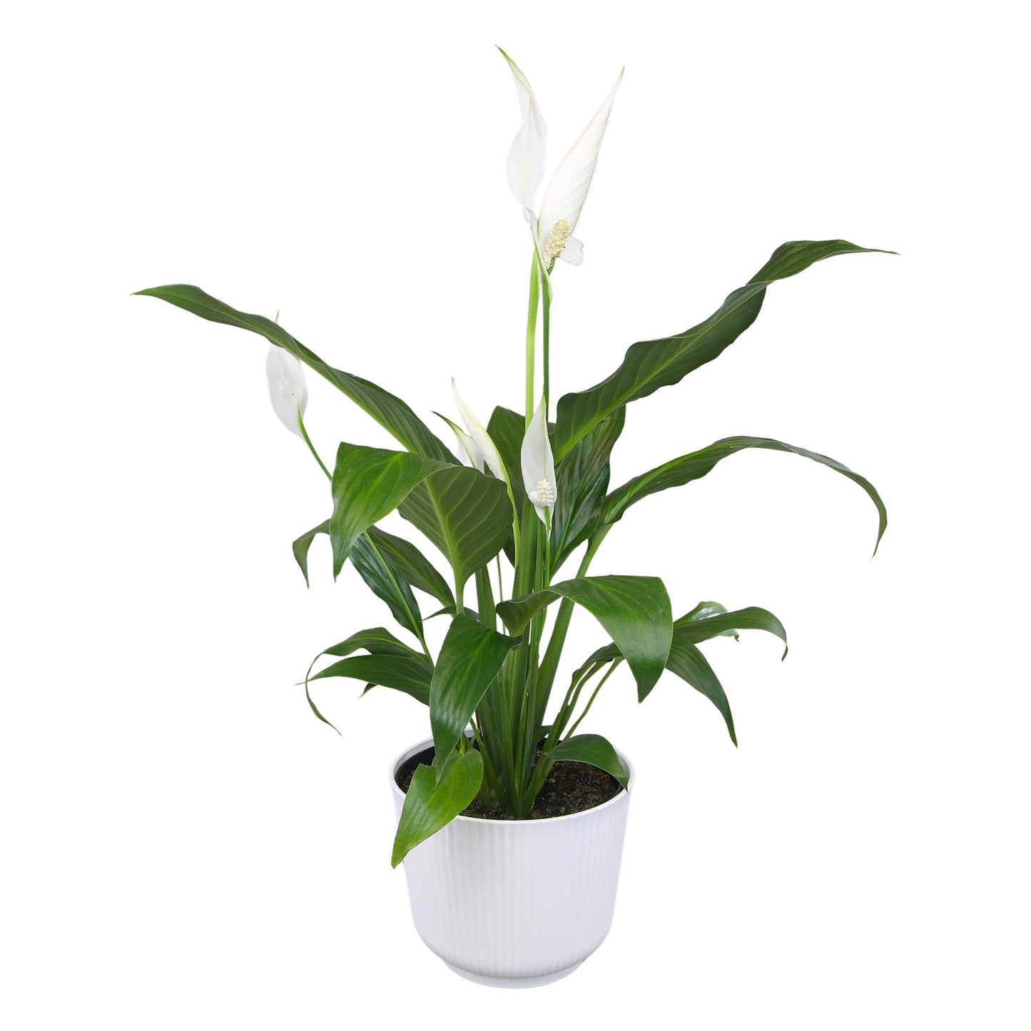 Altman Plants Peace Lily Plant Decor with 6 Inch White Plant Pot, Easy to Grow House Plant, Desk Plant & Office Plant, Easy Plant Gift, Air Purifying Plants Grow in Indoor Plant Potting Soil Mix