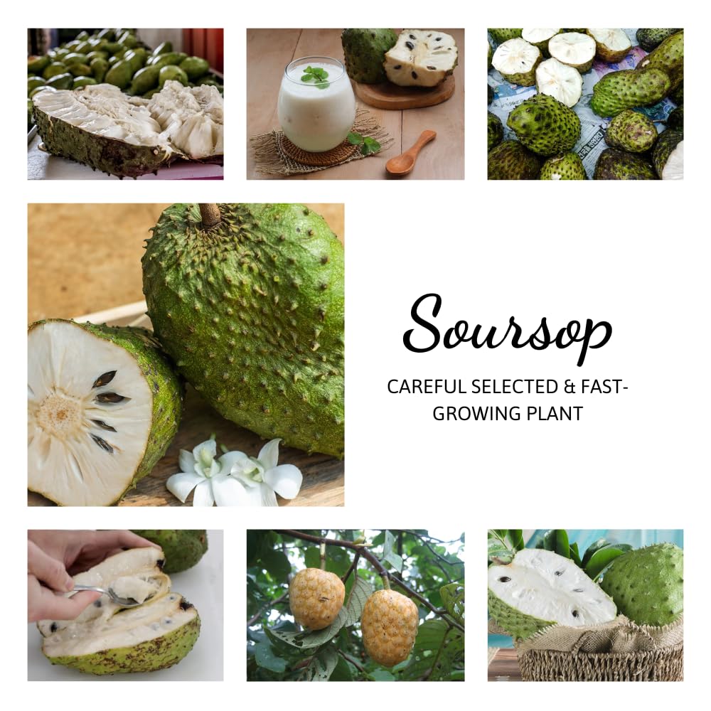 Giant Soursop Guanabana Tree Live Plant, Starter Size 5”-10” Seedling No Pot, Hardy, Tropical Flavor Annona Muricata