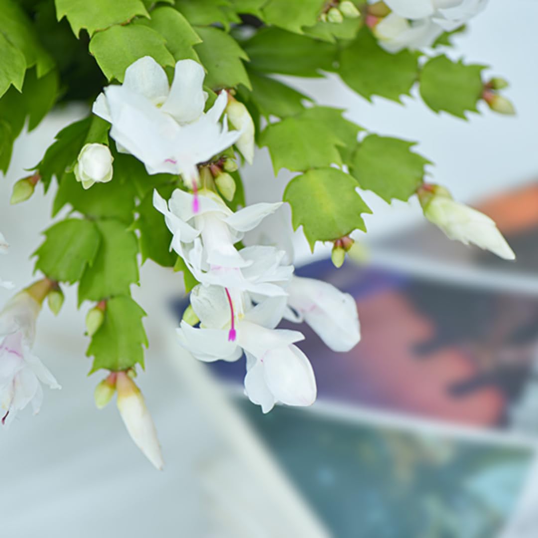 Xmas Cactus Live Plants in 4 Inch Pot | Vibrant Christmas Cactus Plants | Easy-Care Indoor Tropical Houseplant | Ideal Gift for Plant Enthusiasts | Random Color