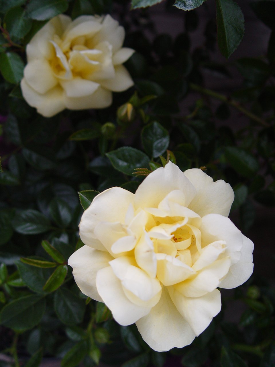 Live Plant from Green Promise Farms Flower Carpet Roses ROSA `FLOWER CARPET YELLOW` Yellow Flower Shrub #2 Size Container Yellow/Cream