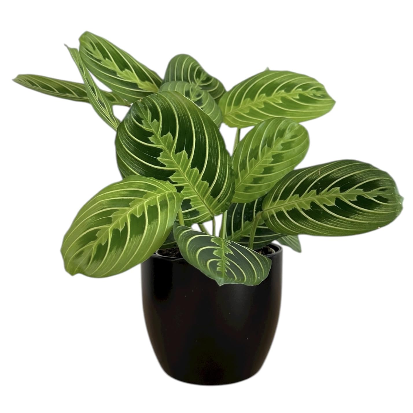 Live Plant, Lemon Lime Maranta Prayer Plant, Pet Friendly, Air Purifying Plant, Easy Care, Easy to Grow Live Indoor Plant, Houseplant, Rare Indoor Plant, Home Décor 4.7" Pot by Hopewind Plants Shop