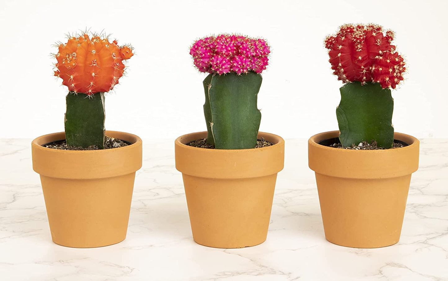 Grafted Cactus Succulent 3PK in 3" Terracotta Pots, Live Succulents & Mini Cacti Plant Gift, Real Houseplants for Home or Office, Easy Care Houseplant Trio by Plants for Pets