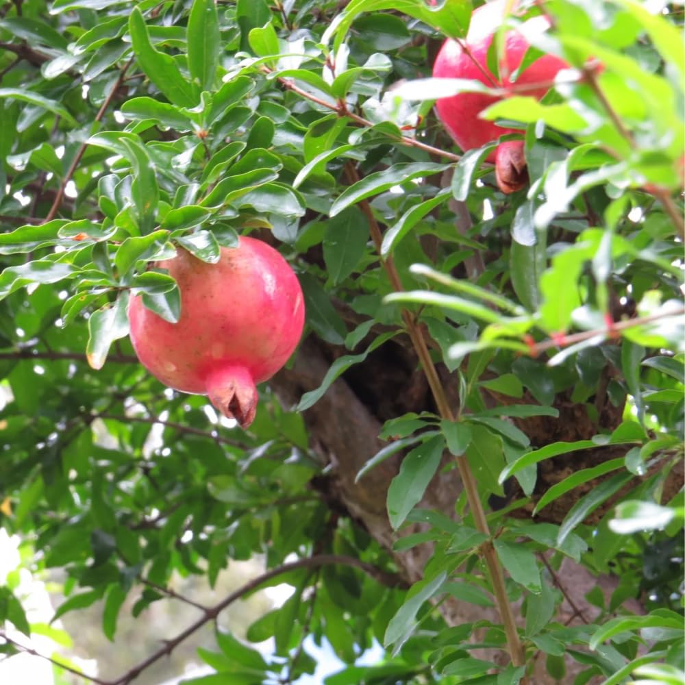 Pomegranate Tree Live Plant, Sweet Pomegranate Plant, 3 Gallon Pot, Ideal for Ornamental and Edible Garden, No Ship to CA